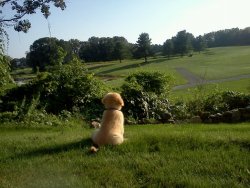 awwww-cute: Taken in my parent’s backyard. I present a golden in paradise 