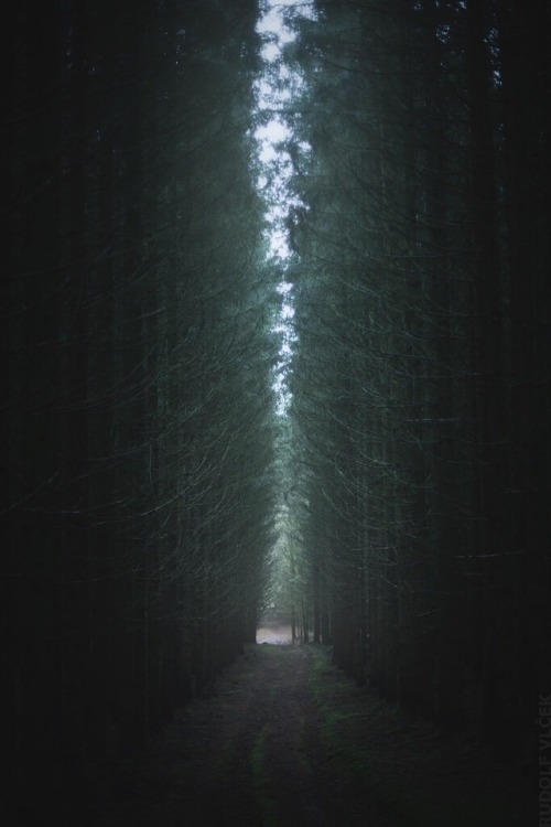 rudolfvlcek:Forest Path