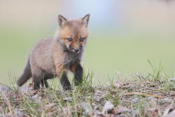 llbwwb:  Todays Cuteness :) Brave One  (via 500px / Premier pas. by Denis Dumoulin)