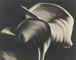 poboh:   Calla Aethiopica, 1945, Horst P.