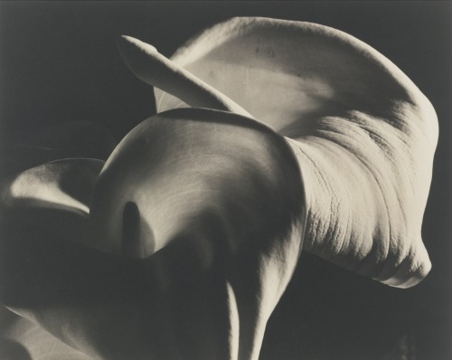 poboh:   Calla Aethiopica, 1945, Horst P. porn pictures