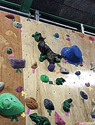 Porn photo thenatsdorf:Rock climbing cat. [full video]