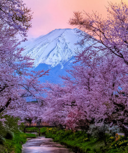 coiour-my-world:Mt Fuji sunset by Natasha