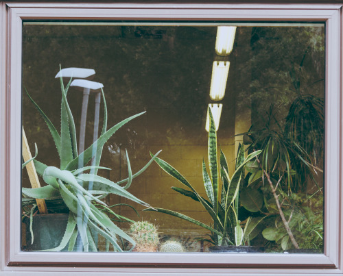 kenmarten - Plants in the Window of a Therapy Classroom