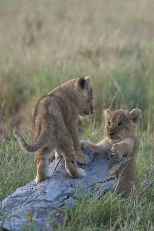tulipnight:  Give me a hug! by Lisa Crawford