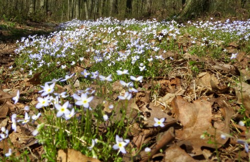 For the person who said they like bluets.