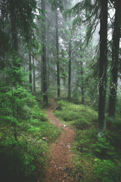 90377:  path in nature by Niilo Isotalo  