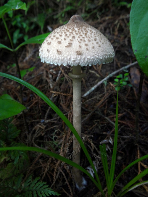 Macrolepiota clelandii - an exceptionally thin, tall parasol fungus native to New Zealand and Austra