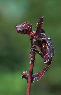 earth-song:  Satanic Leaf Tailed Gecko Uroplatus phantasticus, the Satanic Leaf Tailed Gecko, is aspecies of gecko endemic to the island of Madagascar. First described in 1888 by George Albert Boulenger, U. phantasticus is the smallest in body