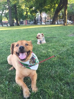 handsomedogs:  They’re so handsome when they’re tired.  Pancho (front) is a corgi/golden retriever. Romeo (back) is a yorkie/schnauzer.