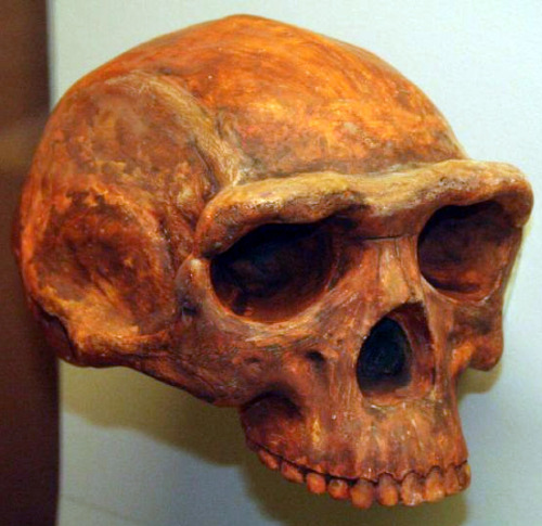 Earliest evidence of Hominid hunting