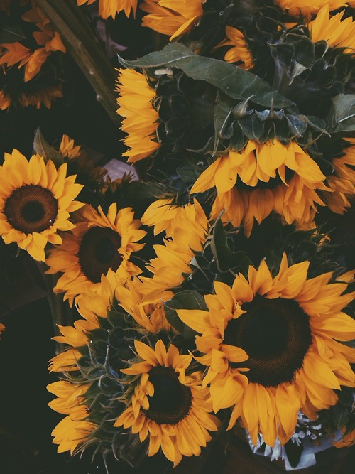 tainted-wallflowers:  🌻 on We Heart It. 