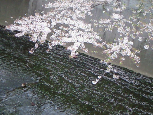 haruka-nature: Kandagawa, Shinjyuku Tokyo Last Sunday of Sakura season