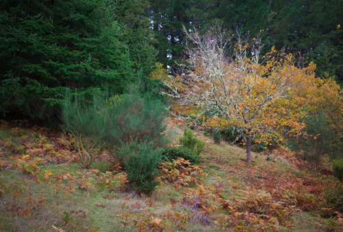 Fall at Montado do Pereiro by Ricardo Pestana Facebook | 500px | Instagram