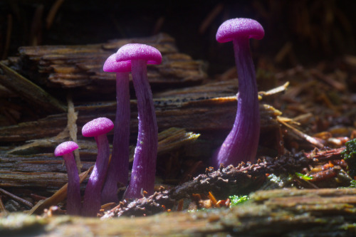 coolthingoftheday:1. Bleeding tooth fungus2. Veiled lady mushroom3. Amethyst deceiver4. Blue fungus5