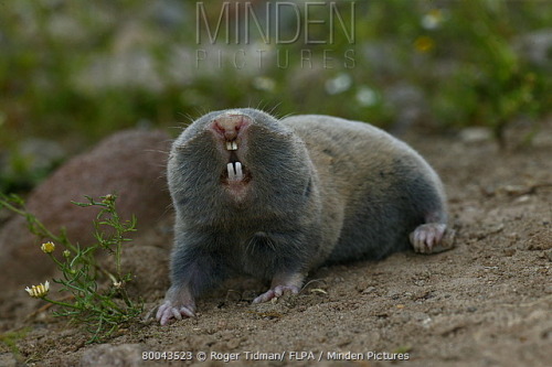 mgsotacon - the lesser mole rat is an absolute fucking unit