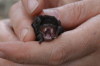 switch:switch:i love when very small bats open their mouths real big and it takes
