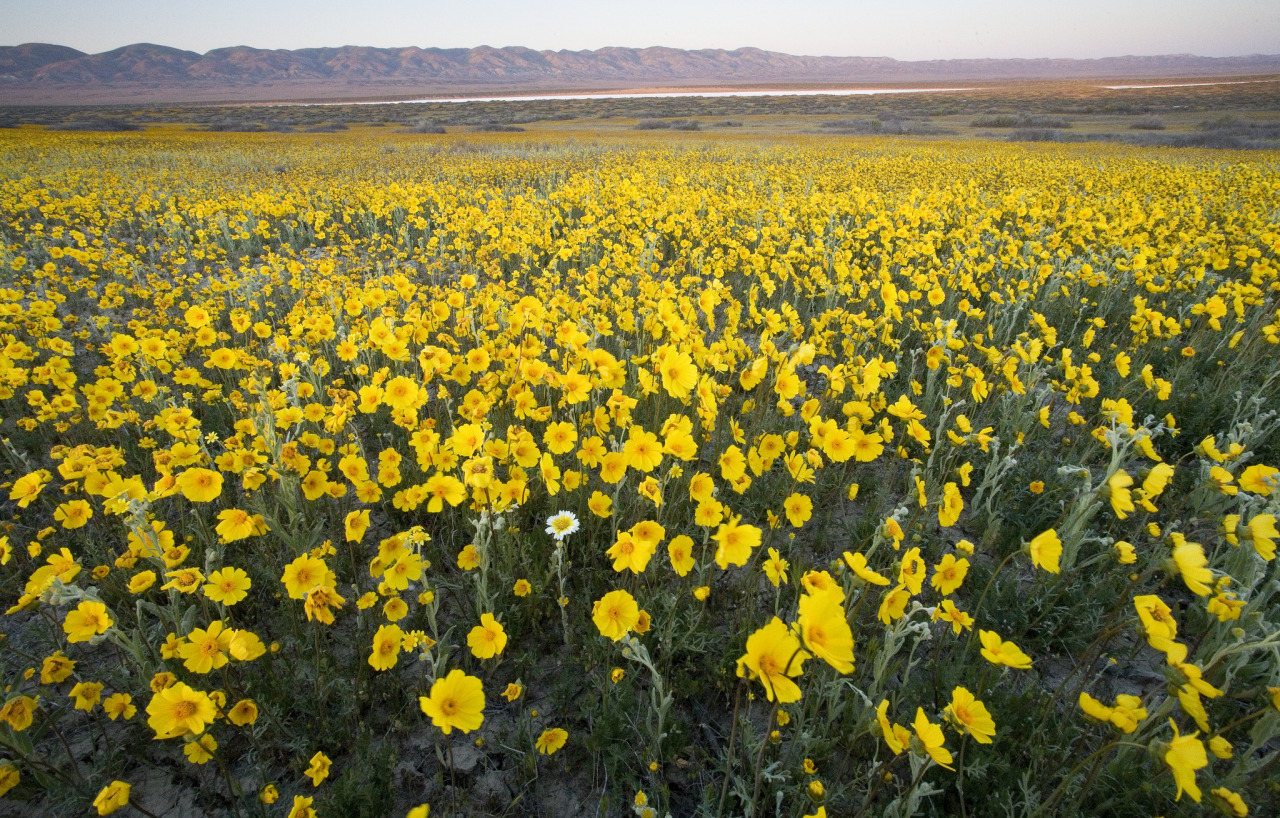 mypubliclands:  Enjoy beautiful spring views of your public lands with friends and