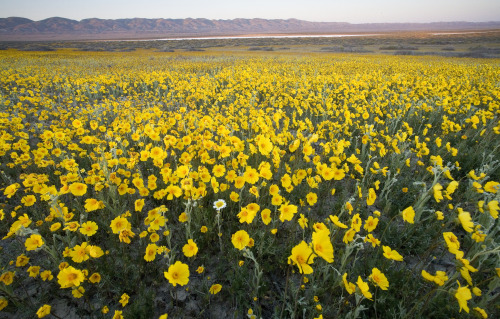 mypubliclands:  Enjoy beautiful spring views of your public lands with friends and family this weekend!  Photos of BLM-California Carrizo Plain National Monument by Bob Wick 