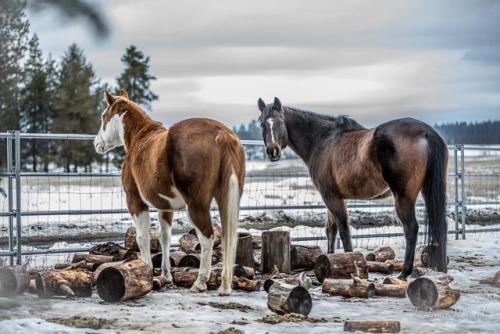 Country ponies! 