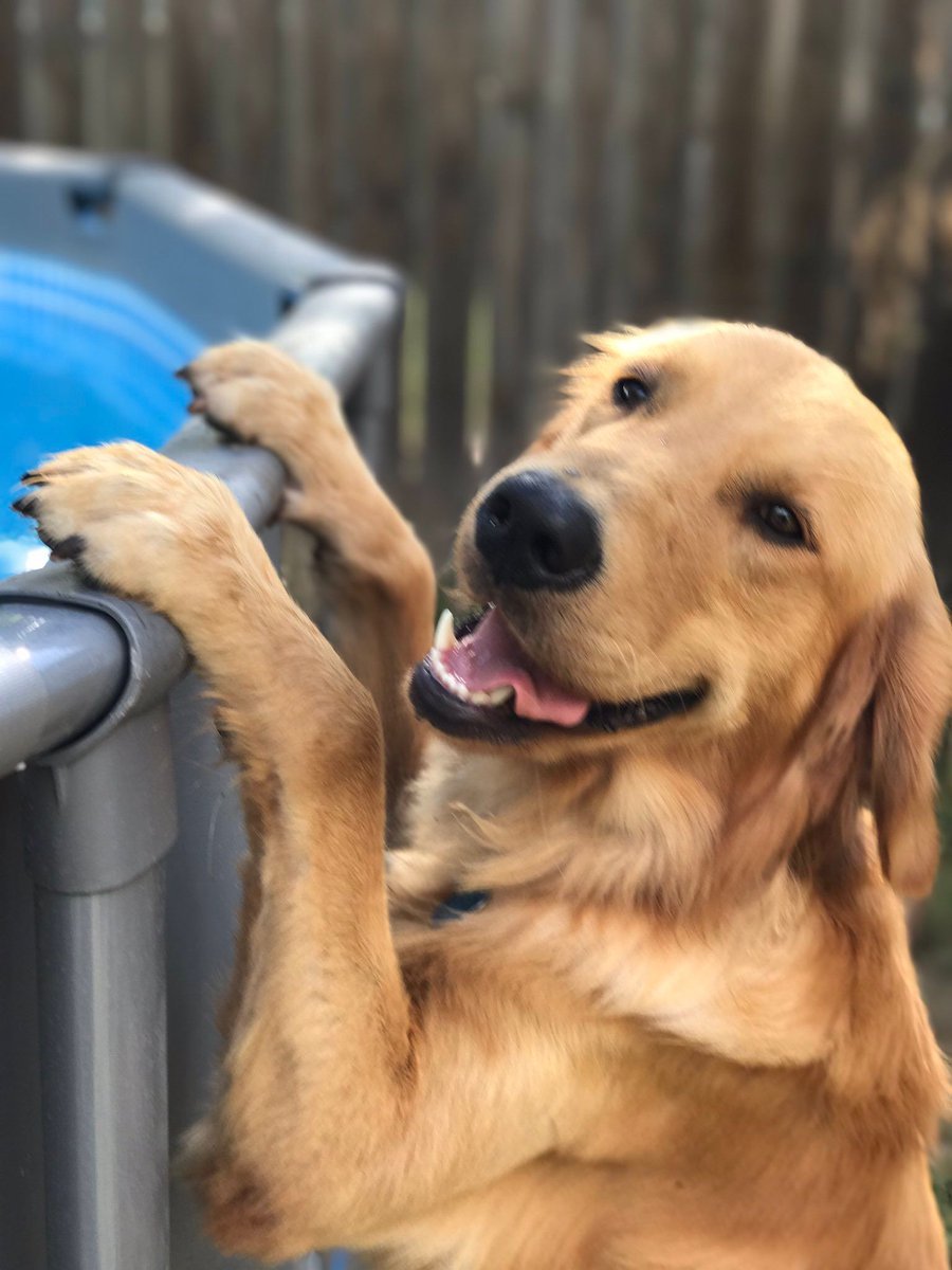 babyanimalgifs:What a good boy.