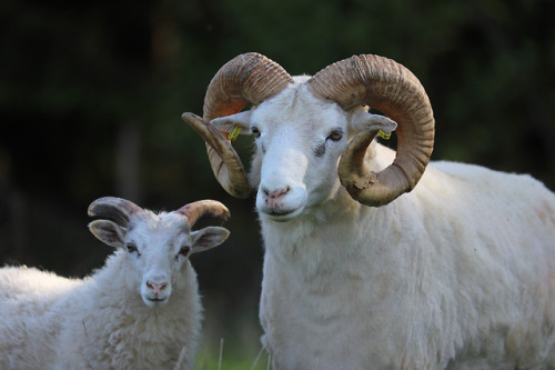 In the sheep pasture. 