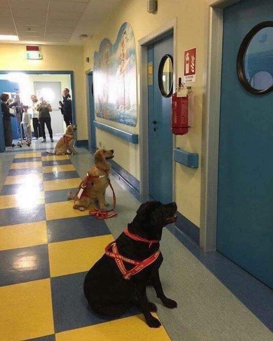 Therapy dogs waiting to start their shift at a children’s hospital