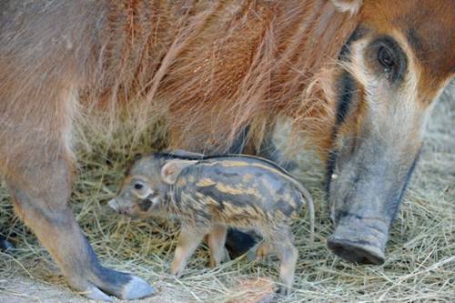 zooborns:African Red River Hog Piglets Are a First for Zoo MiamiZoo Miami is celebrating the birth