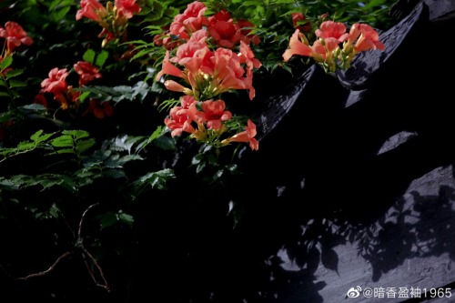 fuckyeahchinesegarden:blossoms of chinese trumpet creeper by 暗香盈袖1965
