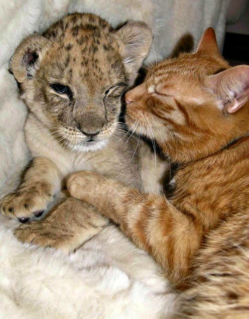 wolverxne:  Arnie, a stray cat who became known for his extraordinary talent as a “babysitter” of abandoned newborn animals brought to the Linton Zoo, passed away peacefully last week.  Arnie’s favorite creatures were lion cubs, and he babysat