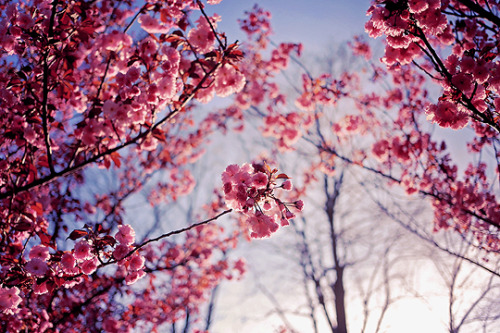 5-14-18 // Vibrant pink blossoms.
