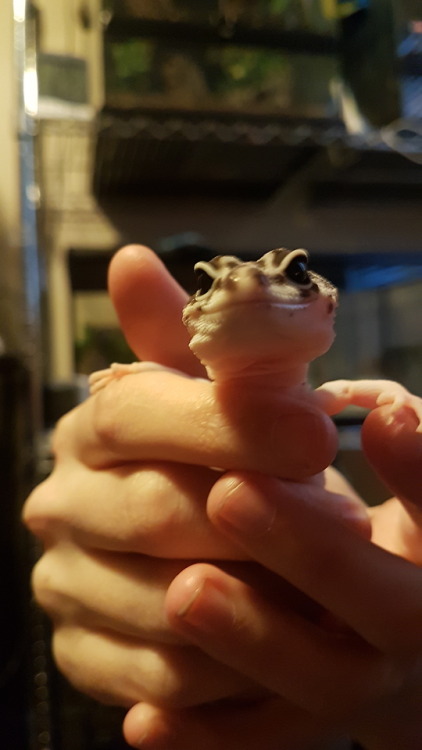 one-geck-to-rule-us-all:@kittje ’s Misty and I shared some magical moments today from snugs to holdi