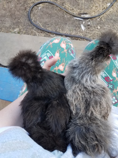 nightjarring:Iiii’m a bit concerned that 1 of our Silkies may have dwarfism? She’s the s