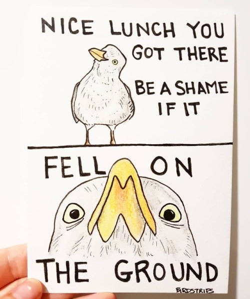 Bird no. 133. WOULDN&rsquo;T IT . This is my favourite meme of all time god I love it. . . . . .