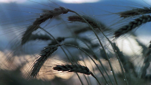 sesiondemadrugada:Days of Heaven (Terrence Malick, 1978).