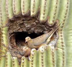 sharonsuzukimartinez: Mourning doves nesting in a Saguaro cactus. Every year Mourning doves claim this spot. Not sure if it’s always the same couple. (photo by S Suzuki-Martinez) 
