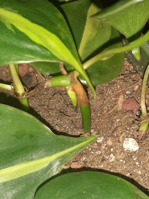 Some Of My Plants Have New Leaves