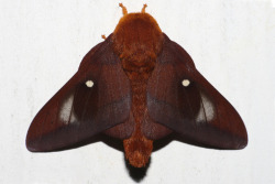 theleoisallinthemind: Pink Striped Oakworm Moth Anisota virginiensis. By Matthew Taft 