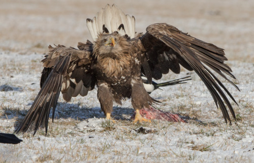 White-tailed Eagle (Haliaeetus albicilla) >>by Rob & Sue Brookes (1|2)