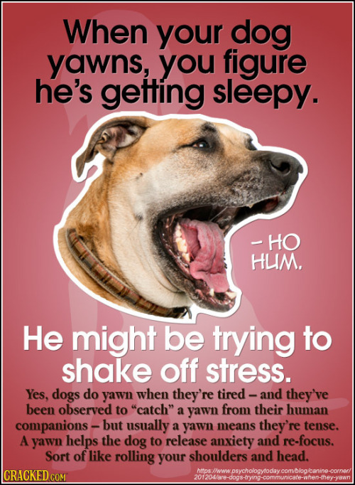 cracked:  25 Easy Ways You Can Read Your Pet’s Mind 