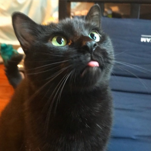 legallyhaunted: local girl loves to scream and blep