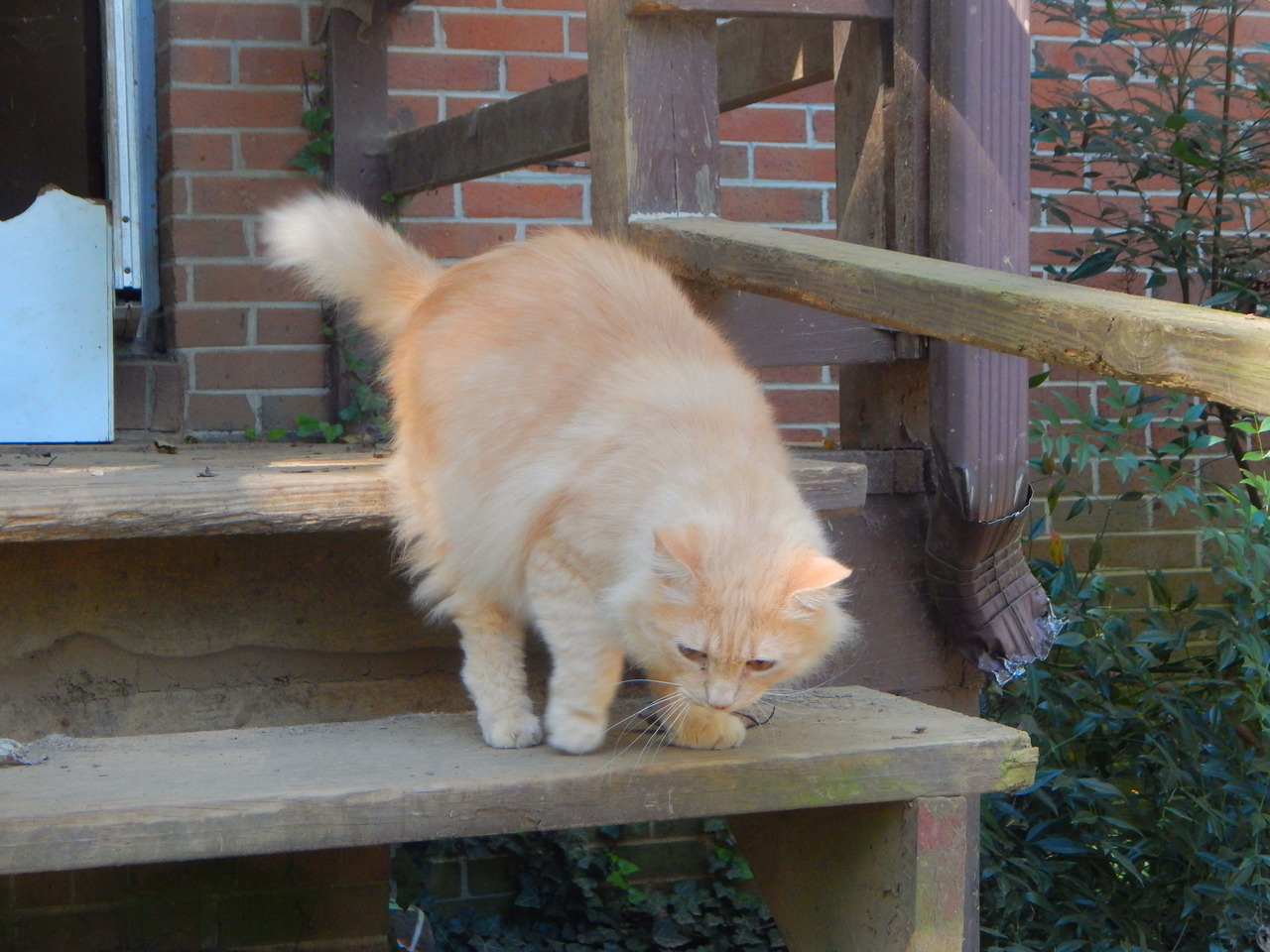 calico-dan:Even Dave got to explore! He’s never been outside! Only a few times