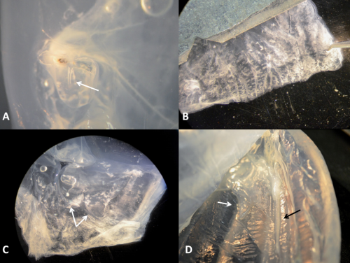 biovisual: New Species of Venomous Jellies Discovered in Australia By Megan Gannon, News Editor, Liv