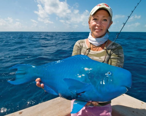 sixpenceee:This image sure looks photoshopped, but this is actually a real fish, called blue parrotf