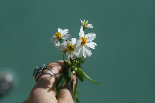 It&rsquo;s a Spanish Needle Spring!  Spring is in full effect here in Florida. Driving thro