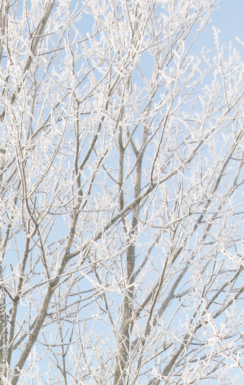 cold snow study aesthetic+ I just love photographing snow