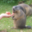 sweetalpacaobservation