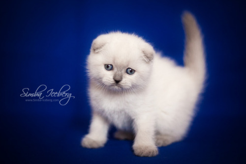 simba-iceberg:@mostlycatsmostly Do you remember these cuties? I can not believe that just a month ag