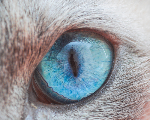 catsbeaversandducks: Cat Eyes Photos by ©The Great Went Pet Photography