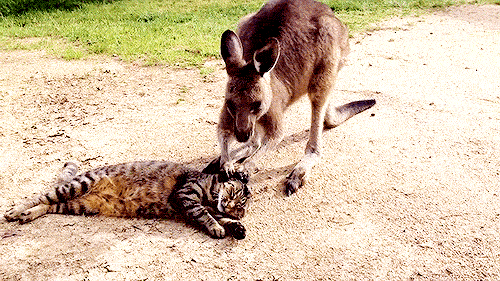 incomparablyme:Video: Friendly Kangaroo Tries to Play with Cat